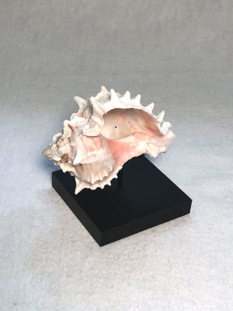 sea shell display stand and holder